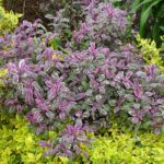 salvia tricolor - zalfija tricolor