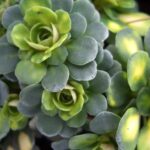 saxifraga cuneifolia variegata1