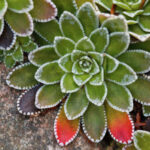 saxifraga-paniculata1