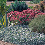 stachys byntina - zecje usi