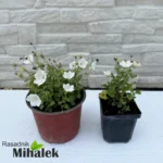 campanula-perla-white-varijacije