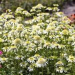 ehinacea whit double delight1