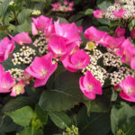 hortenzija macrophylla zorro pink1