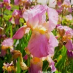 iris-svetlo-ljubičasti-3