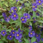 solanum-rantonnetii-encijan-1