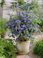 solanum-rantonnetti-5