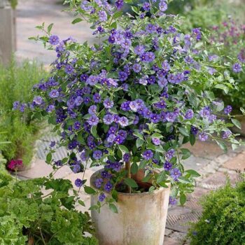 solanum-rantonnetti-5