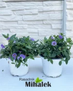 solanum-rantonnetti-sadnice