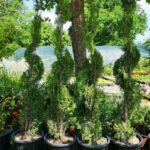 thuja smaragd - spirala1