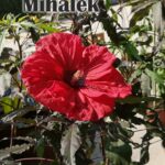 mocvarni hibiskus crveni red wine1