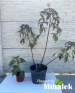 mocvarni-hibiskus-red-wine-varijacija-2