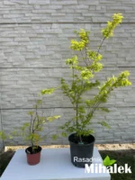 acer-katsura-varijacija-1