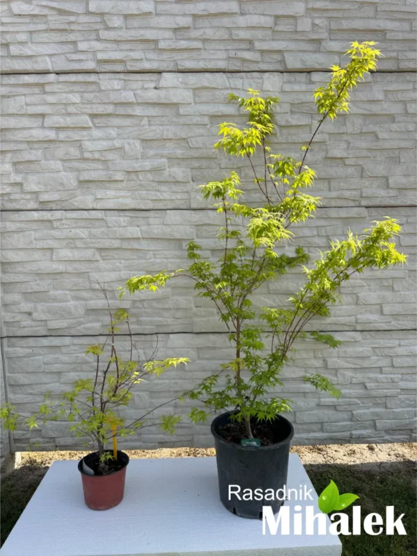 acer-katsura-varijacija-1
