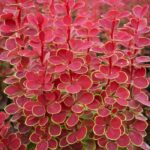 berberis orange sunrise2