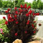 lagerstoermia black diamond1