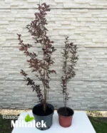 lagerstroemia-black-diamond-sadnice-2