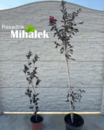 lagerstroemia-black-diamond-varijacija
