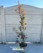 loropetalum-razzleberri-sadnice-2