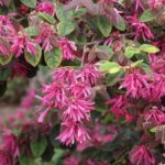 loropetalum chinense razzleberri1