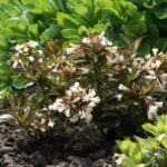 vajgela black and white1