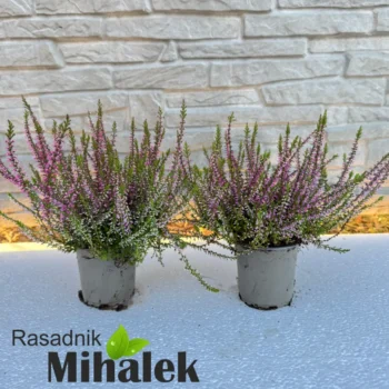 calluna-vulgaris-marlies-1