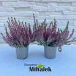 calluna-vulgaris-marlies-sadnica-nova