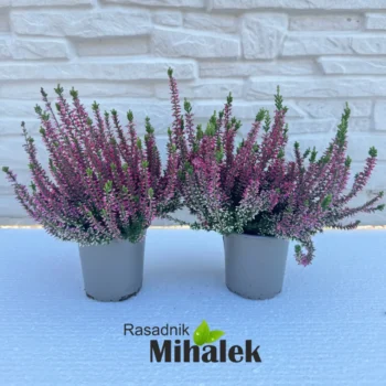 calluna-vulgaris-marlies-sadnica-nova