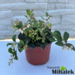 gaultheria-procumbens-sadnice-nove