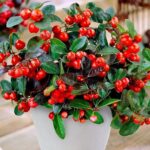 gaultheria procumbens1