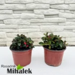 gaultheria-sadnice-22