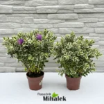 hebe-veronica-variegata-5