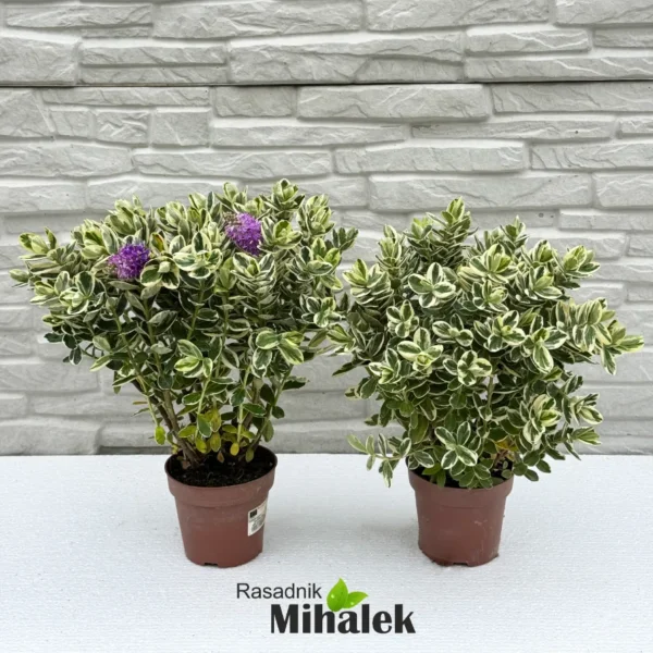 hebe-veronica-variegata-5