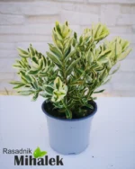 hebe-veronica-variegata-sadnice-3