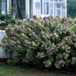 hebe veronica variegata1