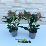 skimia-japonica-rubella-nove