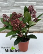 skimia-japonica-rubella-sadnice-nove-2