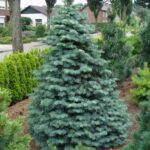 abies concolor2
