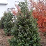 Picea-omorika-pančićeva-omorika1