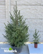 panciceva-omorika-varijacije-3