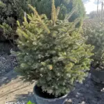picea-pungens-sadnica-nova
