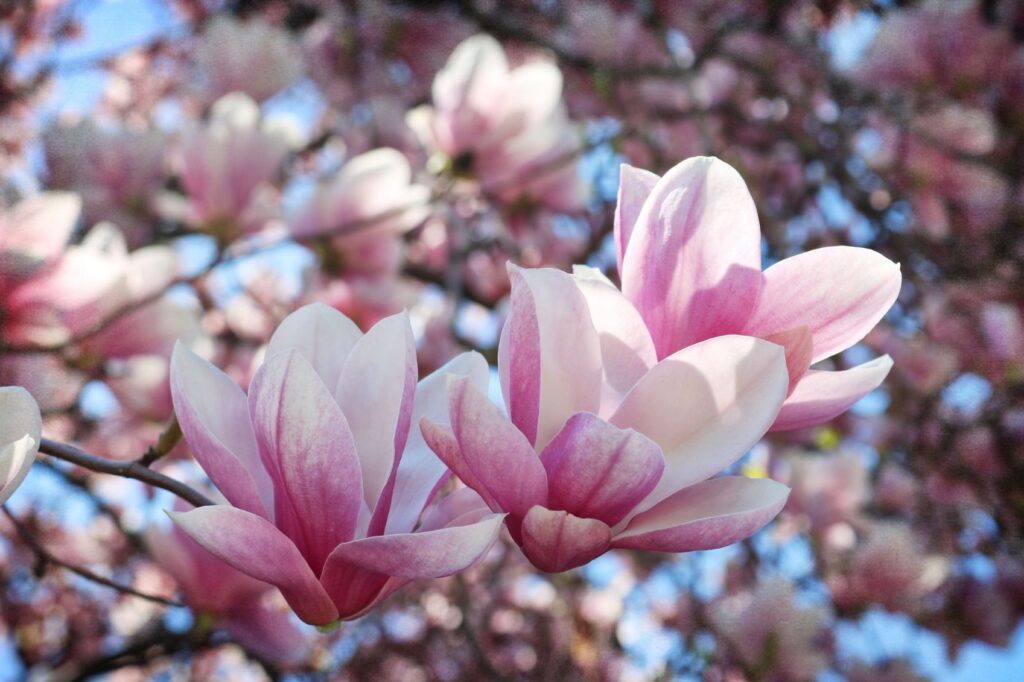 zasto-magnolija-ne-cveta-blog1