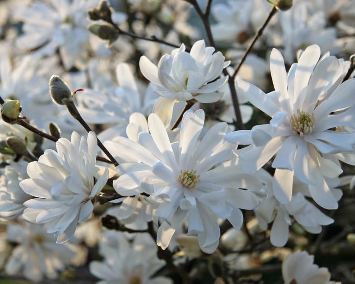 zasto-magnolija-ne-cveta-blog4