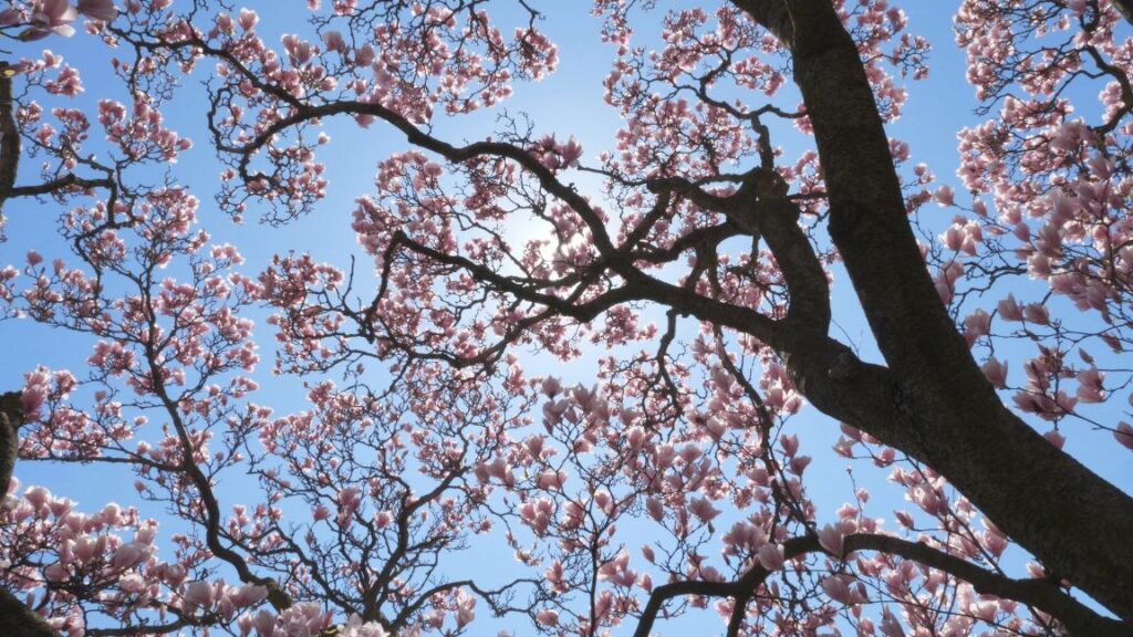 zasto-magnolija-ne-cveta-blog6