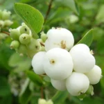 Symphoricarpos-albus-biserak-5