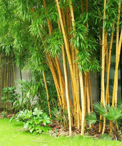 Koje biljke donose dobru energiju u vrt? -bambus1