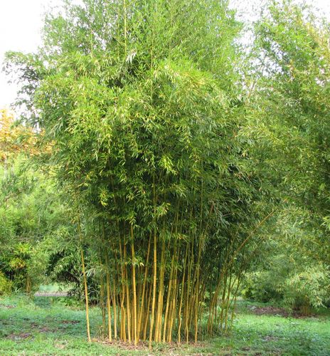 bambus2