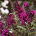 Budleja-davidii-royal-red-2