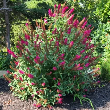Budleja-davidii-royal-red-3
