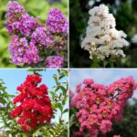 Lagerstroemia-mix