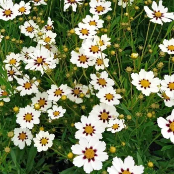 coreopsis-star-cluster-3